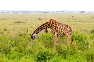 The giraffe (Giraffa), genus of African even-toed ungulate mammals, the tallest living terrestrial animals and the largest ruminants, part the Big Five game animals in Serengeti, Tanzania