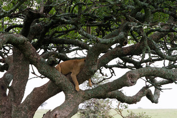 Southern African lioness (Panthera leo), species in the family Felidae and a member of the genus...