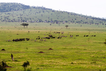 Fototapeta na wymiar Serengeti National Park, Tanzanian national park in the Serengeti ecosystem in the Mara and Simiyu regions
