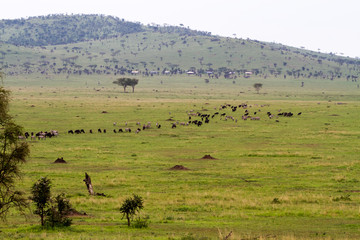 Fototapeta na wymiar Serengeti National Park, Tanzanian national park in the Serengeti ecosystem in the Mara and Simiyu regions