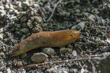 Slug in the old park.