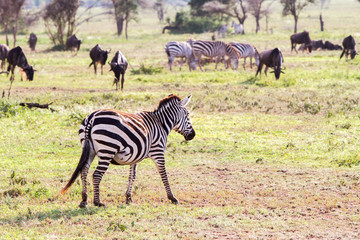 Zebra species of African equids (horse family) united by their distinctive black and white striped coats in different patterns, unique to each individual in Serengeti, Tanzania
