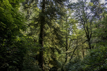 Temperate Rainforest