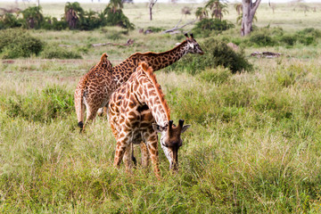The giraffe (Giraffa), genus of African even-toed ungulate mammals, the tallest living terrestrial animals and the largest ruminants, part the Big Five game animals in Serengeti, Tanzania