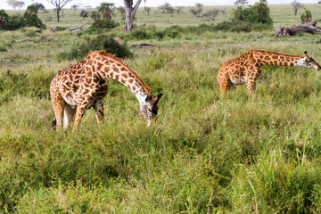 The giraffe (Giraffa), genus of African even-toed ungulate mammals, the tallest living terrestrial animals and the largest ruminants, part the Big Five game animals in Serengeti, Tanzania