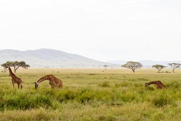 The giraffe (Giraffa), genus of African even-toed ungulate mammals, the tallest living terrestrial animals and the largest ruminants, part the Big Five game animals in Serengeti, Tanzania
