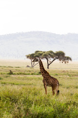 The giraffe (Giraffa), genus of African even-toed ungulate mammals, the tallest living terrestrial animals and the largest ruminants, part the Big Five game animals in Serengeti, Tanzania