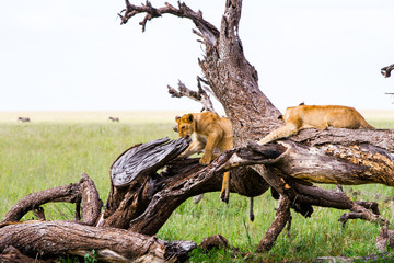 Southern African lioness (Panthera leo), species in the family Felidae and a member of the genus Panthera, listed as vulnerable, in Serengeti National Park, Tanzania