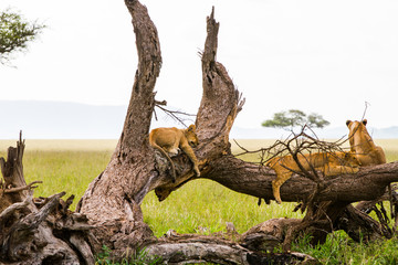 Southern African lioness (Panthera leo), species in the family Felidae and a member of the genus Panthera, listed as vulnerable, in Serengeti National Park, Tanzania