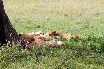 Fototapeta na wymiar Southern African lioness (Panthera leo), species in the family Felidae and a member of the genus Panthera, listed as vulnerable, in Serengeti National Park, Tanzania