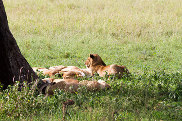 Southern African lioness (Panthera leo), species in the family Felidae and a member of the genus...