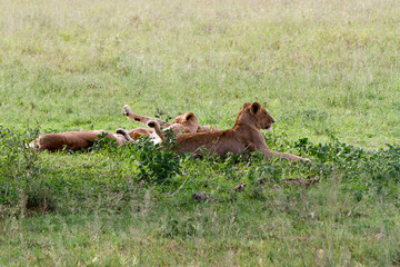 Fototapeta na wymiar Southern African lioness (Panthera leo), species in the family Felidae and a member of the genus Panthera, listed as vulnerable, in Serengeti National Park, Tanzania