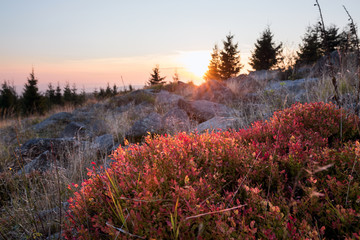 Herbstfärbung im Gebirge zum Sonnenuntergang