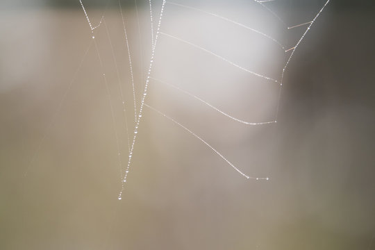 Cobweb covered in dew 