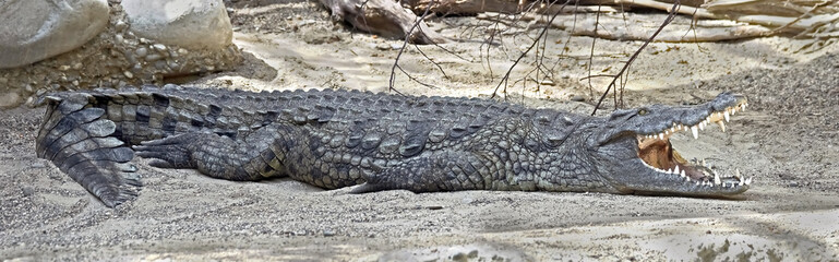Nile crocodile. Latin name - Crocodylus niloticus