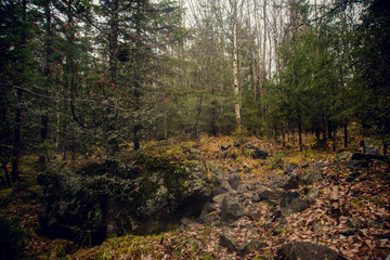 beauty morning's fog over the mystic forest