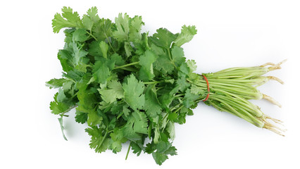 Fresh Coriander in White Background