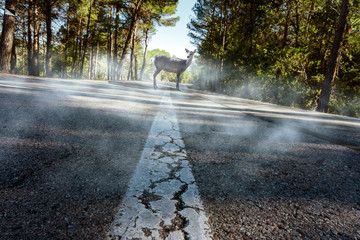 Reh steht auf der Straße