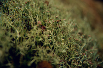 Small water drops on green moss on sunrise with selective focus and back light close-up