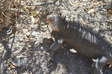 iguane