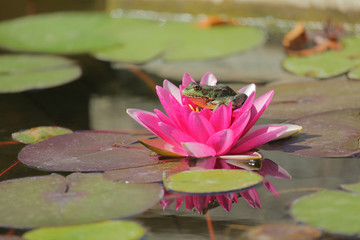 Frosch sonnt sich auf Seerose