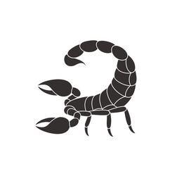 Isolated scorpion on white background