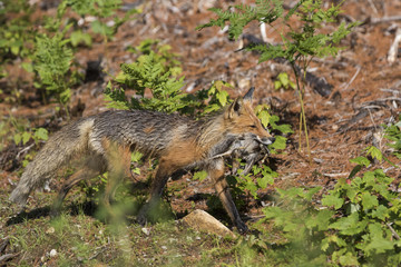 Naklejka na ściany i meble Red fox with prey - ruffed grouse chicks (Bonasa umbellus) 