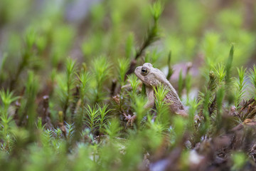 American toad (Anaxyrus americanus, formerly Bufo americanus) baby 