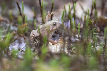 American toad (Anaxyrus americanus, formerly Bufo americanus) baby 