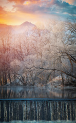 Forest in the background of mountains