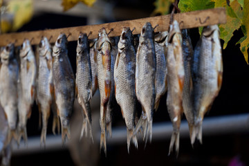 Taranka. Stockfish dried openair
