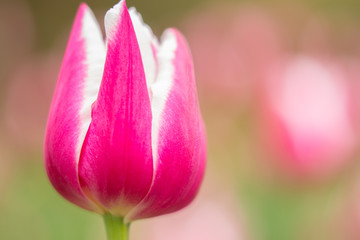 Macro photo of a pink tulip with white edges at Sherwood Gardens in Baltimore Maryland