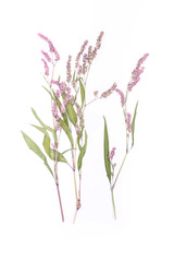 Pressed and dried summer flower