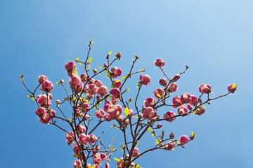 Flower of magnolia tree in springtime.