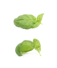 Fresh basil leaf isolated