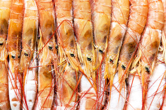 Frozen shrimps background