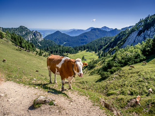 Fototapeta na wymiar Kuh vor Alpenkulisse