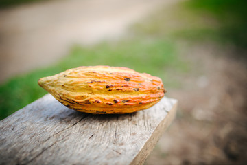 Cacao fruit close up