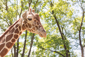 Reticulated giraffe in trees with blue sky
