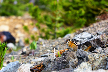 Streifenhörnchen auf einem Stein sitzend in Kanada