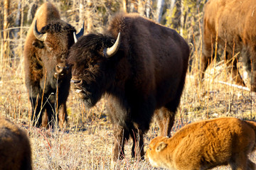 Wildlebende Bison im Wood Buffalo Nationalpark Kanada