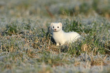 stoat (Mustela erminea),short-tailed weasel Germany 