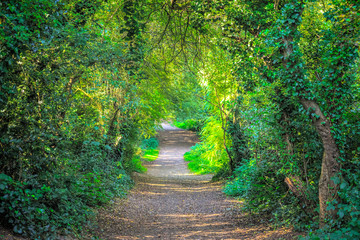 Naklejka premium Tree tunnel and a trail in Hampstead Heath, London