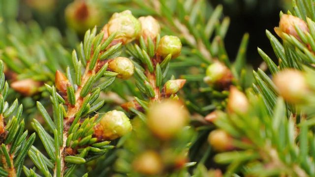 Yellow pine cones on the pine trees. Pine branches with cones, close up. Macro.