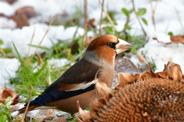 hawfinch during winter time