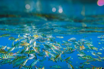 Tropical bright fishes is underwater in Indian ocean.