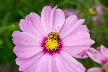 Fototapeta premium Close up lotus.