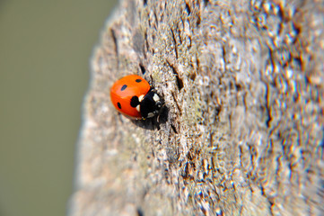 Ladybug close-up