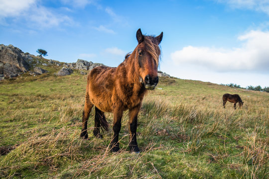 portrait of beautiful basque horse pottok in countryside mountains in basque country, france