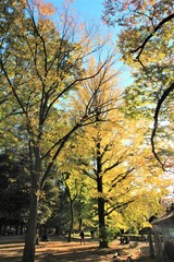Fototapeta premium 上野公園の紅葉 東京